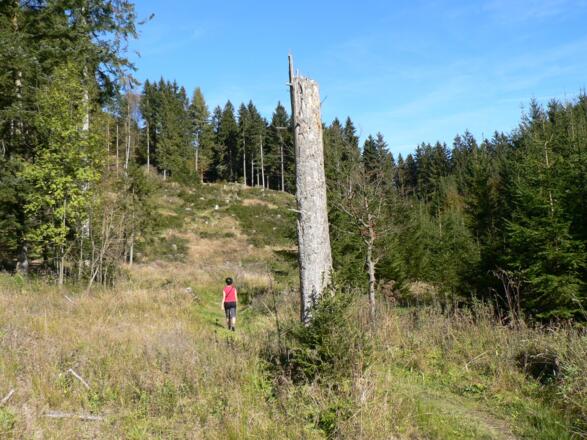 Danach ein Stück entlang einer sonnenbeschienenen Waldschneise