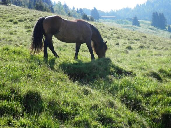 Sommerurlaub für Pferde am Felberberg.