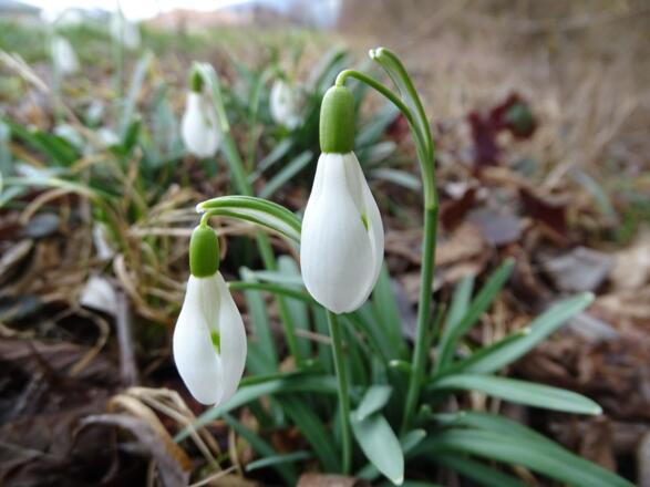 Erster Frühlingsgruß (Schneeglöckchen)