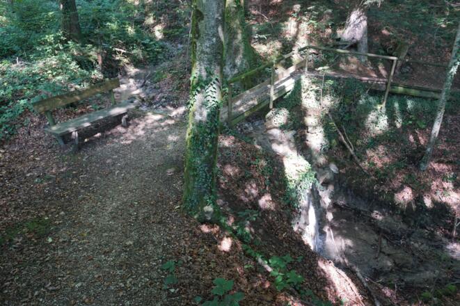 Idyllischer Weg durch den Blätterwald