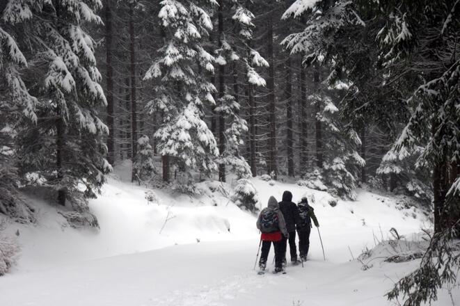 Auf der Forststraße zur Kapelle um 980m