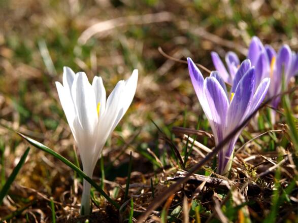 Krokusse
