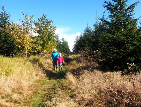 Abstieg am Nordkamm-Wanderweg im Jungwald