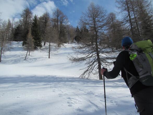 lichter Hochwald über Staudleralm