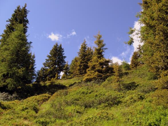 Nahezu undurchdringlich scheint die Wegpassage oberhalb der Hütte.