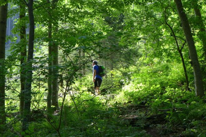 Waldweg auf der Hintsteinrunde