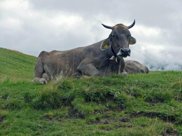 Bei der Unteren Gaisbühelalpe