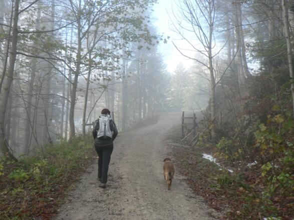 Wir folgen der Forststraße bis zur Gradnalm