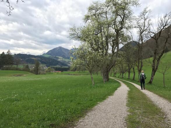Obstbaumallee vom Rumplmayr nach Rading, im Hintergrund die Prielgruppe