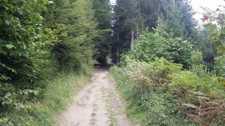 Teilweise auf breiten Wegen ...
