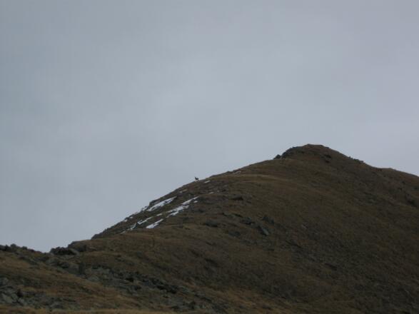 Gemsen auf dem Weg zum Metzen