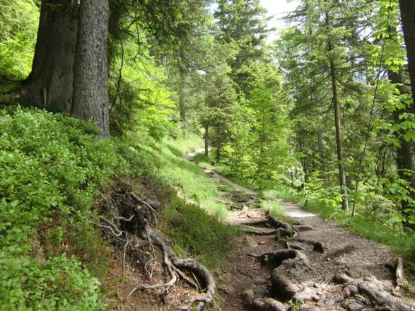 Wanderweg durch lichten Bergwald