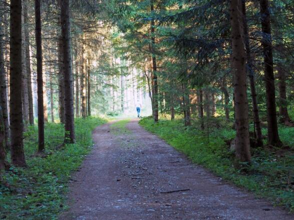 Schattige und sonnige Wanderstrecken wechsel einander ab.