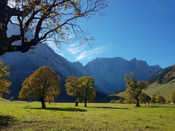 Großer Ahornboden