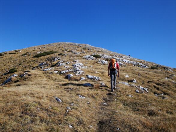 Am grasigen Gipfelhang des Wildenkogel
