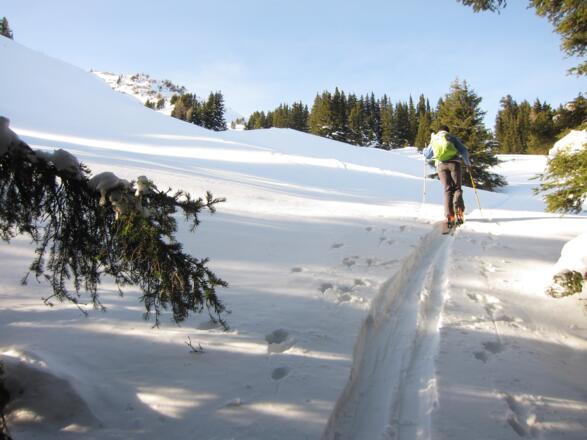 ... ermöglichen einen unkomplizierten Aufstieg durch den Waldgürtel.