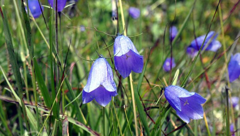 Glockenblumen beim Abstieg ~2300m