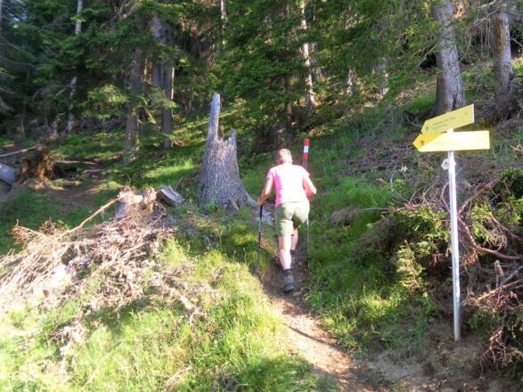 Waldsteig zum Gripp