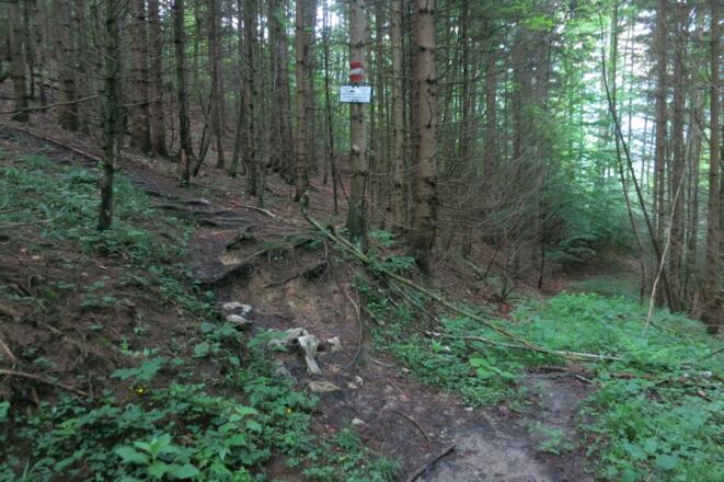 Durch den Wald entlang der Markierungen
