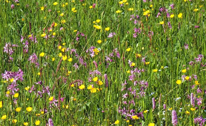 Herrliche Blumenwiesen