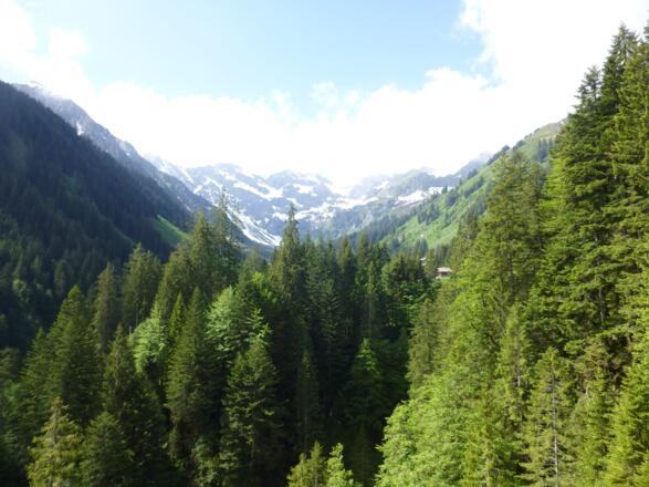 Bodenvorsäß gesichtet im Aufstieg zur Brendleralpe