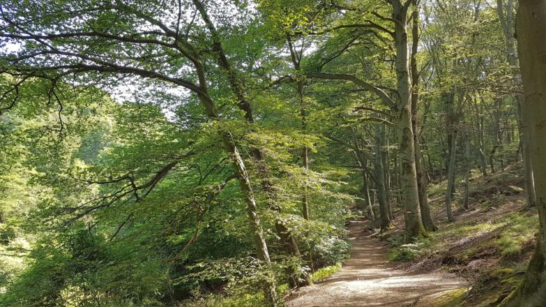 Wanderwegkreuzung mit dem Pfenningberg-Gipfelwanderweg der von rechts kommt