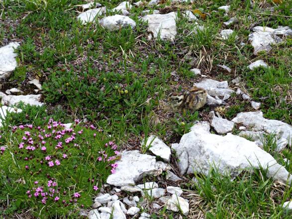 Junges Schneehuhn,  Sattel zum Pyhrner Kampl