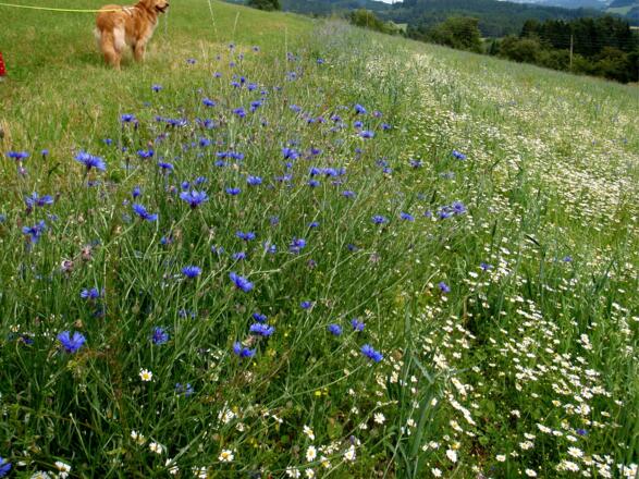 Anstieg zum Haugenederhof
