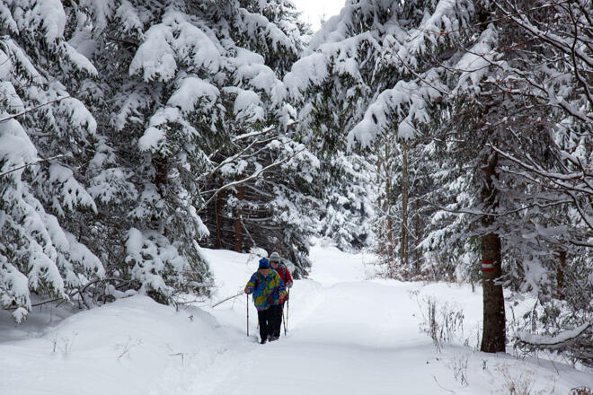Verschneiter Wald