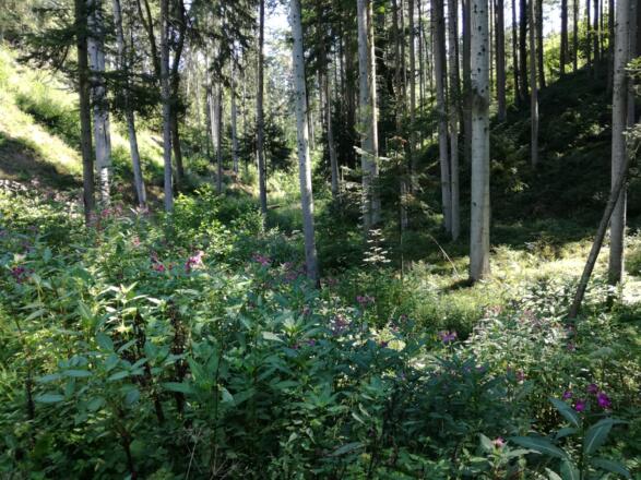 Roßbachtal
