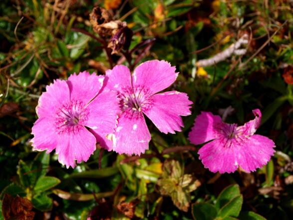 Alpennelken auf der Speikwiese 2040m