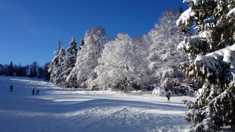 Piste Zauberwald um 1170m