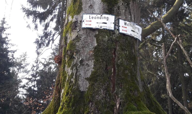 Breiter Hauptweg 09 nach Wilhering. Buche April 2021 wurde umgeschnitten!