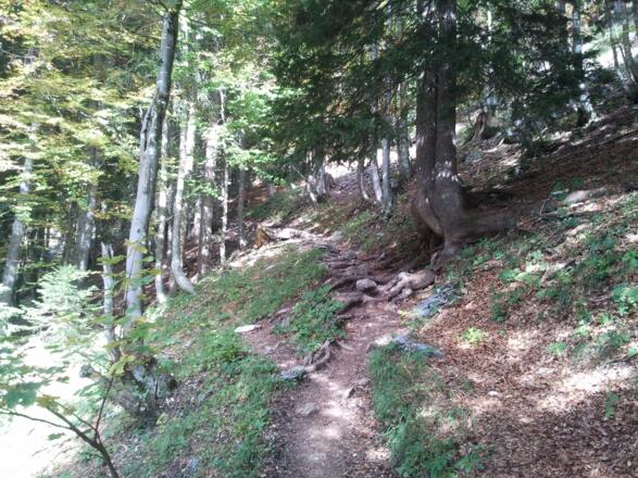 Waldstück zum Prielschutzhaus