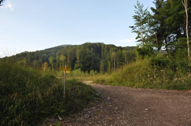 Dann gelangen wir zu einer Forststraße, auf der wir bald eine zweite Forststraße ereichen.