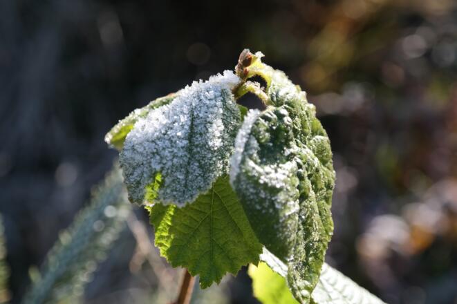 Der erste Frost des Jahres.