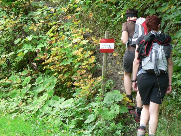 ... bis wir die Forststraße verlassen und folgen dem markierten Wanderweg 31 / HD 6
