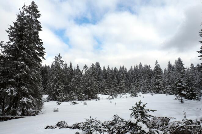 Lichtung links gleich nach der Grenze (~970m)