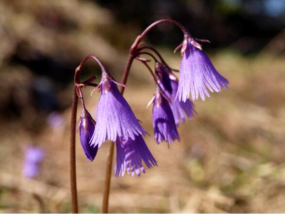 Alpen-Soldanellen am Gipfelgrat