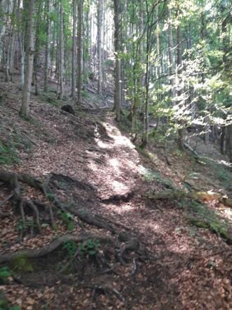 Durch den romantischen Wald nach oben