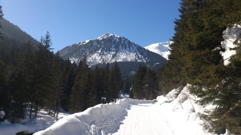 Auf der Forststraße im Fotschertal in Bildmitte der Schellenberg.