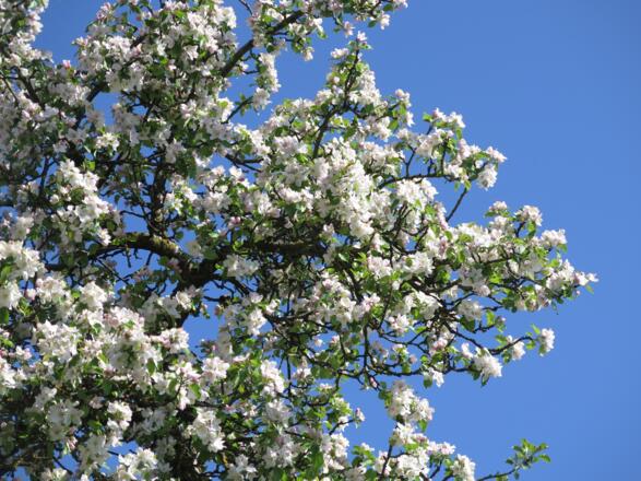 Üppig blühender Birnbaum