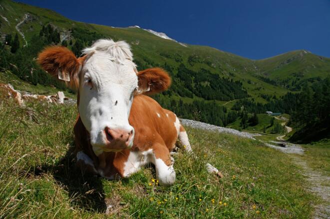 Fleckvieh beim "Chillen", knapp oberhalb der Sticklerhütte