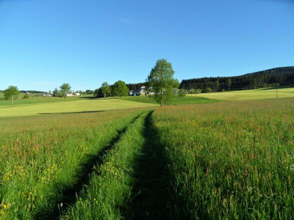 In nordöstlicher Richtung geht es dem Sternstein entgegen.