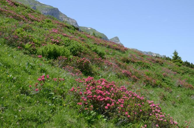 Alpenrosen