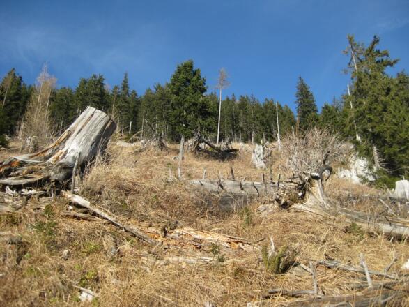 In der Südflanke auf den Kleinen Katzenstein