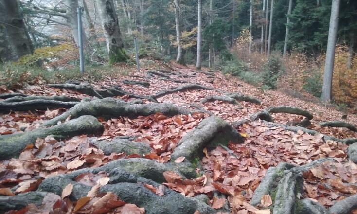 Immer den Wurzelweg folgend bis zum Ausgangspunkt / Follow the rooty path to the finish of this tour