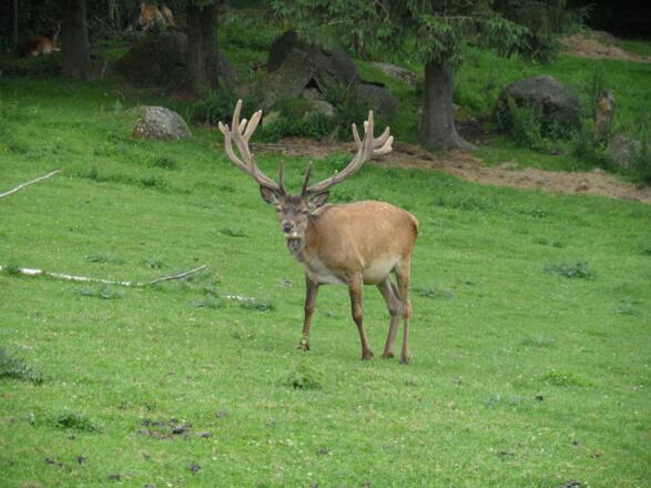 Hirsch