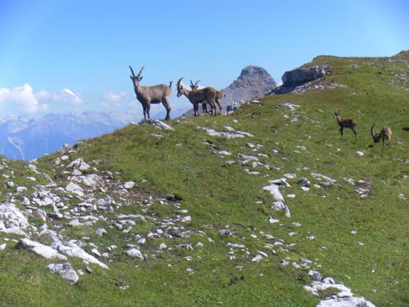 Steinböcke vor Serles
