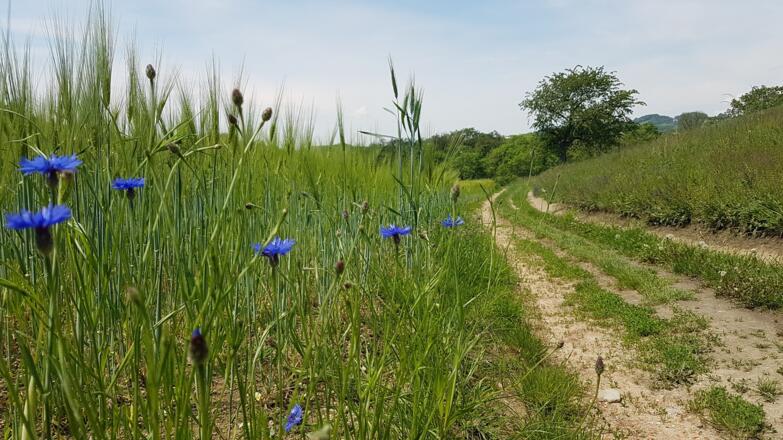 Nach der "Faschinger Rast" auf gleichem Weg zurück nach Pulgarn